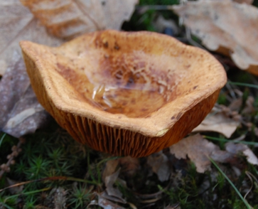 altro fungo...che �?